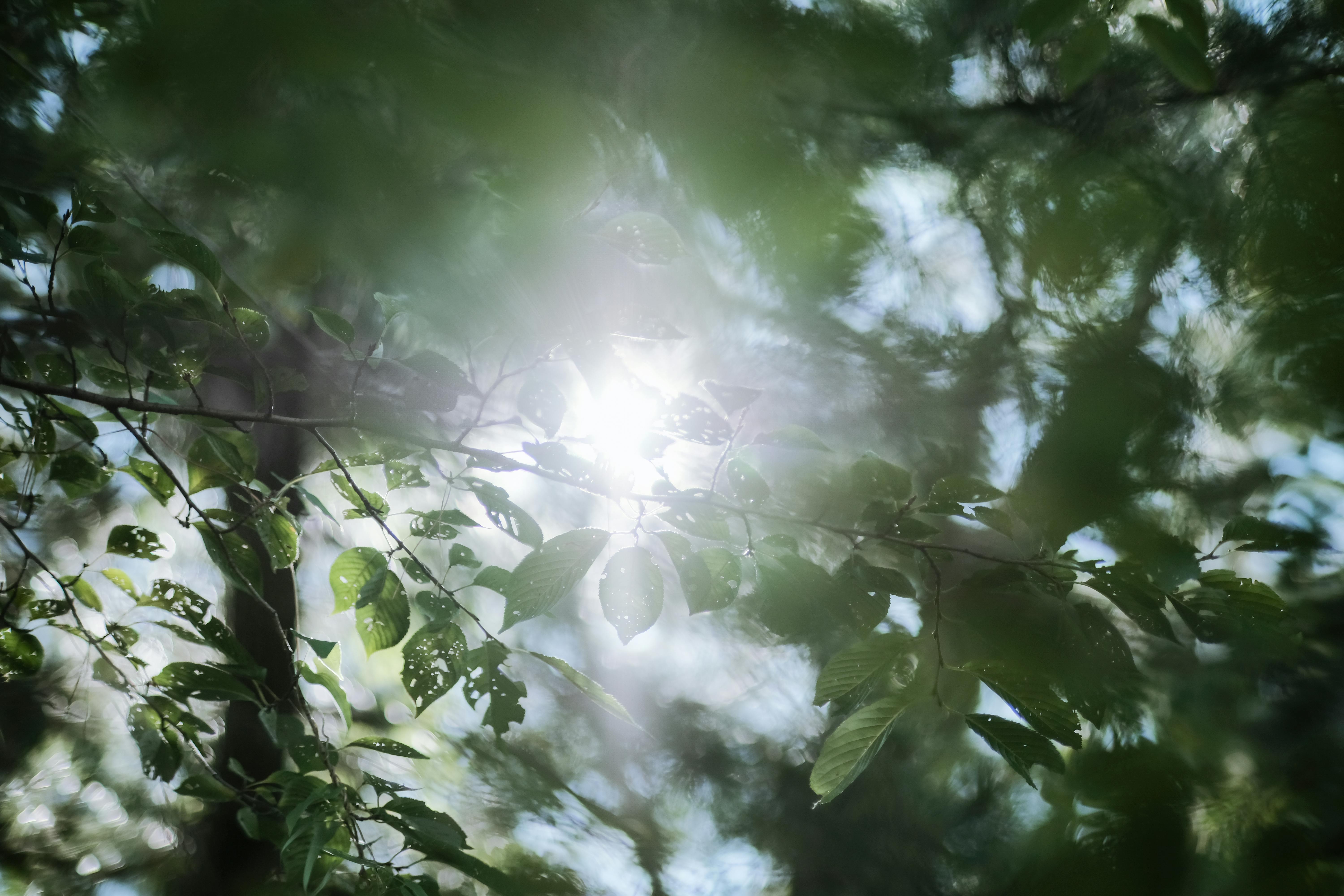 Lying in a Bed of&nbsp;Ants